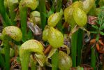 PICTURES/Oregon Coast Road - Darlingtonia Nature Site/t_P1210482.JPG